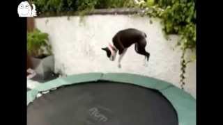 Animales saltando en trampolines Full HD