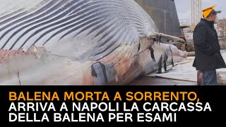 Balena morta a Sorrento, arriva a Napoli la carcassa della balena per esami