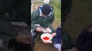 Икра форели