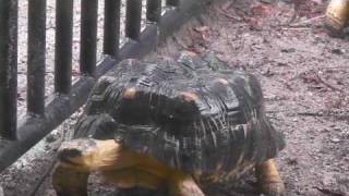 安佐動物園，ホウシャガメ Radiated Tortoises at Asa Zoo