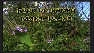 Planta 'Mata-Pasto' Apis nas flores.