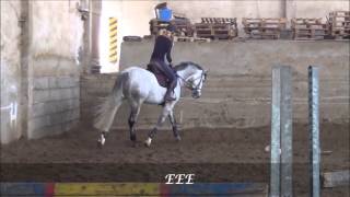 5 yo gelding Lordano - Landprinz, 运动马匹出售 / Лошади на продажу