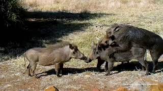 Wild Африка Warthogs copulate like pretend Спаривание бородавочника напоминает имитацию :)