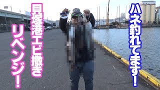 大阪　ハネ釣れてまーす！　貝塚港にてエビ撒き釣りリベンジ！　コロ釣り　関西