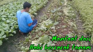 Trending topik..!! HAL YANG DIDAPAT DARI HOBI BERCOCOK TANAM | Berita viral