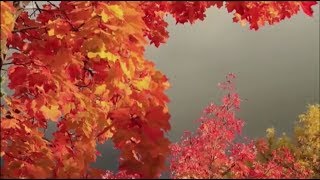 ? ? ? ? Совега. Солигалич. Самые красивые места России. Фильм Екатерины Перцевой ? ? ?