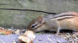 Canon Powershot SX30 IS Test Movie at full 35x (840mm) Zoom (Chipmunk)