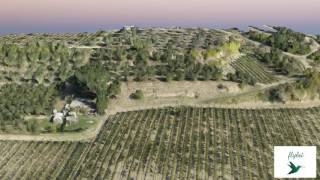 Ricostruzione 3D Vigneto e Uliveto