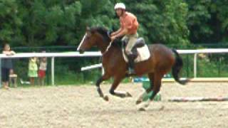 cheval qui saute sans filet en cordelette bridleless