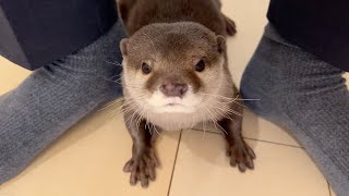 珍しくルンバにちょっかいを出してビビり散らかすカワウソ otter freaks out after messing with a Roomba, which is a rare occurrence