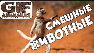Смешные животные 3.GIF Анимация. ПОДБОРКА ВИДЕО ПРИКОЛОВ 2016 #  . ПРИКОЛЫ ВИДЕО