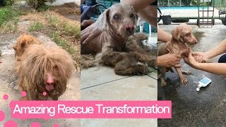 Neglected Dog With Dreadlocked Fur Receives A Haircut