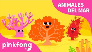 Coral | ¡Muchos animales viven aquí! | Animales del Mar | Pinkfong Canciones Infantiles