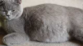 BKH Katze tragend, Bewegungen im Bauch! British Shorthair pregnant - Kicking Kitten