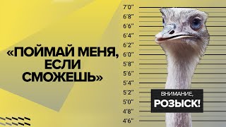 Около сотни страусов сбежали с фермы в Китае / #shorts