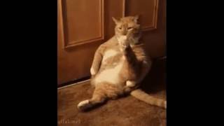 Ржачные коты и другие прикольные короткие видео