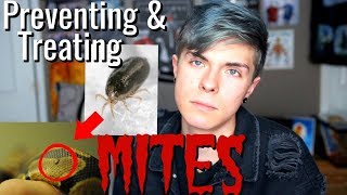 How to Prevent & Treat Reptile Mites! (how I got rid of all my mites immediately)