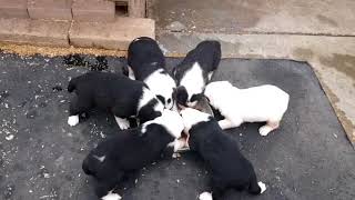 Среднеазиатские овчарки Алабай США. Feeding time of litter"G", CH Butuz+CH Panda,winter 2016.