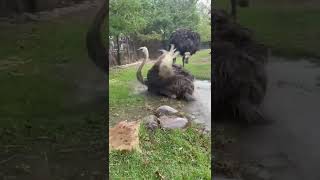Ostrich Bath Time - Cincinnati Zoo #shorts