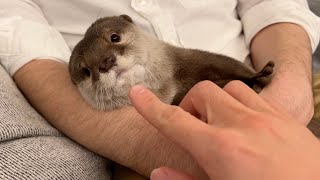 初めて会う男の人に対するカワウソの反応がまさかすぎた otter's reaction to meeting a man for the first time.