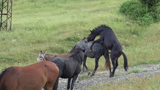 Donkey love and mating horse