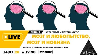 Онлайн-лекция "Мозг и любопытство, мозг и новизна" курса "Мозг и потребности"