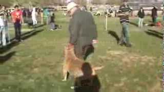 PAPA PIT MR. RON RAMOS DOG HANDLING PROFESSIONAL!!!