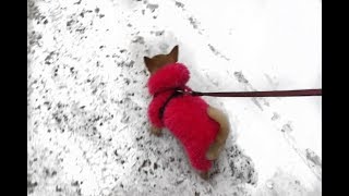 Как связать комбинезон для собаки своими руками