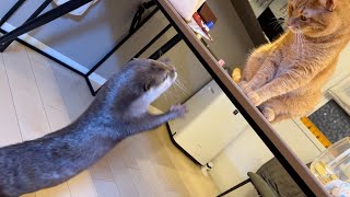 カワウソに餌やりをする猫 Cat feeding an otter