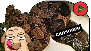 Даже змеи занимаются сексом, а ты нет! (с) О ЗИМОВКЕ И СПАРИВАНИИ УДАВОВ.?
