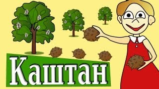 Гороскоп Друидов ! Человек КАШТАН.