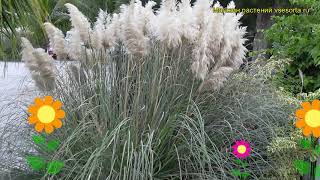 Кортадерия селло. Краткий обзор, описание характеристик, где купить cortaderia selloana