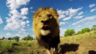 Mischievous Gabby & Bobcat | The Lion Whisperer