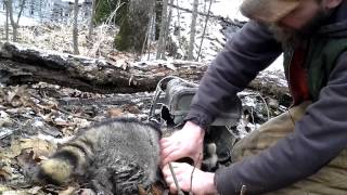 Coon in a #220 Bucket Set (Remaking the Set)
