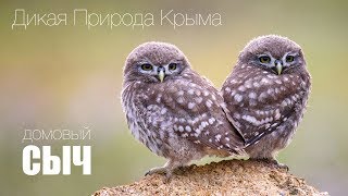 Дикая природа Крыма. Домовые сычи / Little owl.