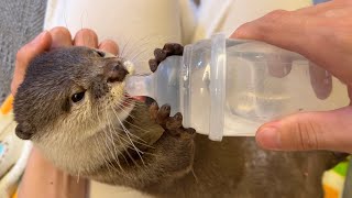 赤ちゃんの飲み方をするカワウソについに哺乳瓶渡した 笑 I finally gave the otter a bottle.