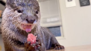 夏のカワウソに喜んでもらうためにマグロアイスをプレゼントした！I presented tuna ice cream to make otters happy!