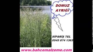 domuz ayrığı tohumu satışı, domuz ayrığı satış fiyatları, domuz ayrığı yetiştiriciliği, ankara domuz