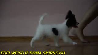 papillon EDELWEISS IZ DOMA SMIRNOVIH