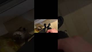 キッチンで準備中につまみ食いの待機列ができるカワウソ猫 #shorts #animal