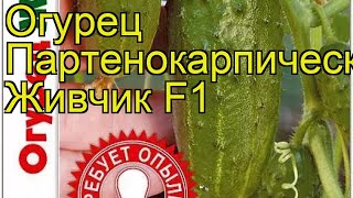 Огурец партенокарпический Живчик F1. Краткий обзор, описание cucumis sativus Zhivchik F1
