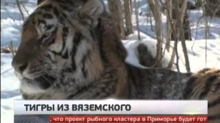 Тигры из Вяземского. Новости. GuberniaTV