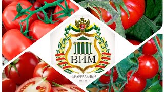 ФГБНУ ФНАЦ ВИМ Дегустация томатов выращенных в закрытом грунте - климатической камере.