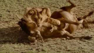IMAX-Doku-Serengeti-German
