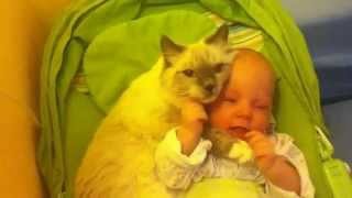 Заботливая кошка рэгдолл ухаживает за ребенком (Ragdoll Cat)