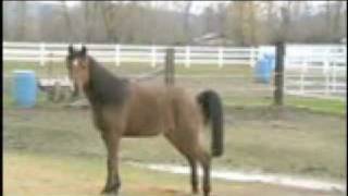 Horses Potty on Cue