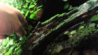 FwoGiZ frog room