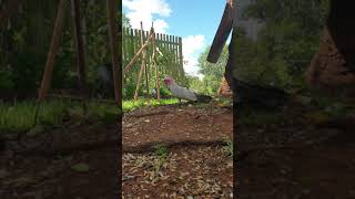 Watching Australian birds [ Part One ]
