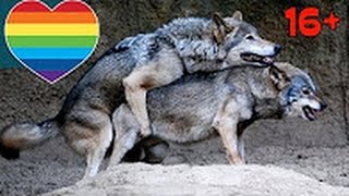 ШОК! 8 ЖИВОТНЫХ ГОМОСЕКСУАЛИСТОВ