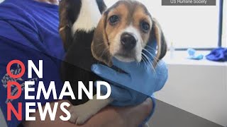 THOUSANDS of Beagles Rescued From a Life of Lab Experiments